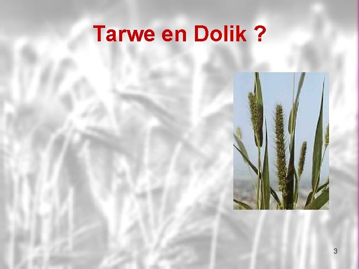 Tarwe en Dolik ? 3 