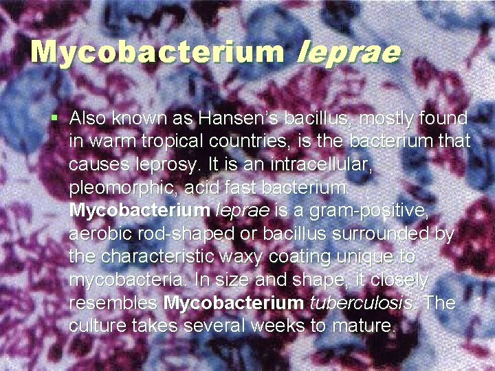 Mycobacterium leprae § Also known as Hansen’s bacillus, mostly found in warm tropical countries, Mycobacterium leprae § Also known as Hansen’s bacillus, mostly found in warm tropical countries,