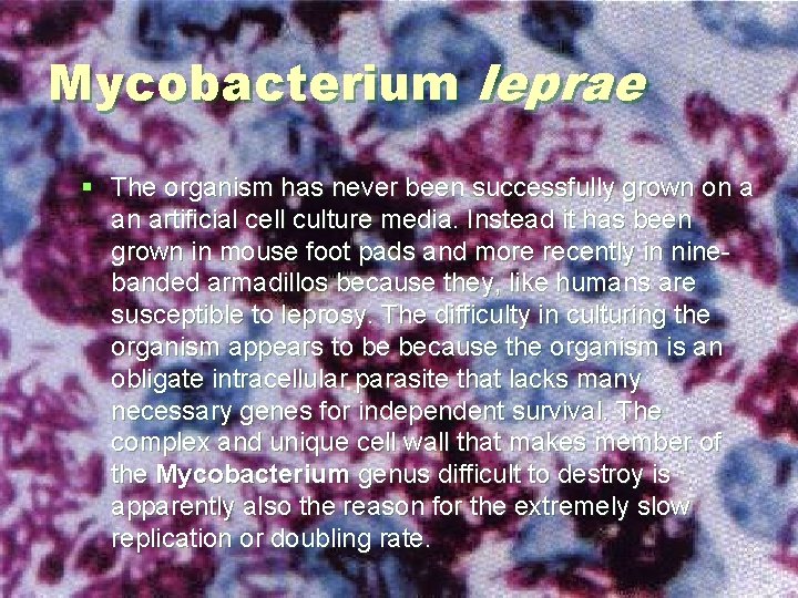 Mycobacterium leprae § The organism has never been successfully grown on a an artificial Mycobacterium leprae § The organism has never been successfully grown on a an artificial