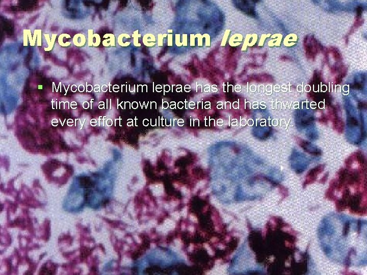 Mycobacterium leprae § Mycobacterium leprae has the longest doubling time of all known bacteria Mycobacterium leprae § Mycobacterium leprae has the longest doubling time of all known bacteria