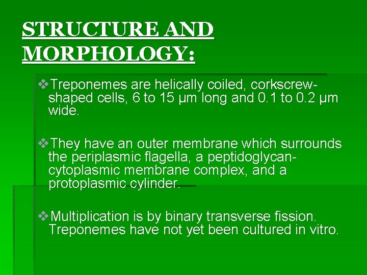 STRUCTURE AND MORPHOLOGY: v. Treponemes are helically coiled, corkscrewshaped cells, 6 to 15 µm STRUCTURE AND MORPHOLOGY: v. Treponemes are helically coiled, corkscrewshaped cells, 6 to 15 µm