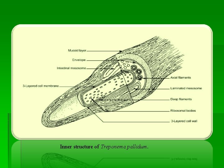 Inner structure of Treponema pallidum. Inner structure of Treponema pallidum.