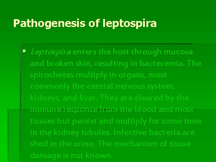 Pathogenesis of leptospira § Leptospira enters the host through mucosa and broken skin, resulting Pathogenesis of leptospira § Leptospira enters the host through mucosa and broken skin, resulting
