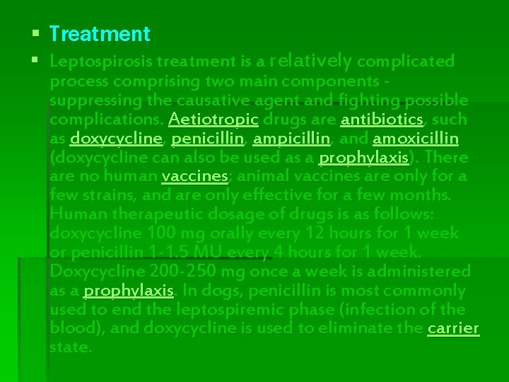 § Treatment § Leptospirosis treatment is a relatively complicated process comprising two main components § Treatment § Leptospirosis treatment is a relatively complicated process comprising two main components