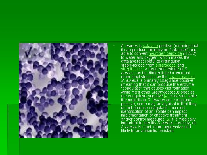 § S. aureus is catalase positive (meaning that it can produce the enzyme "catalase") § S. aureus is catalase positive (meaning that it can produce the enzyme "catalase")