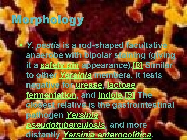 Morphology § Y. pestis is a rod-shaped facultative anaerobe with bipolar staining (giving it Morphology § Y. pestis is a rod-shaped facultative anaerobe with bipolar staining (giving it