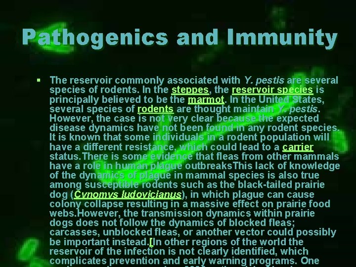 Pathogenics and Immunity § The reservoir commonly associated with Y. pestis are several species Pathogenics and Immunity § The reservoir commonly associated with Y. pestis are several species
