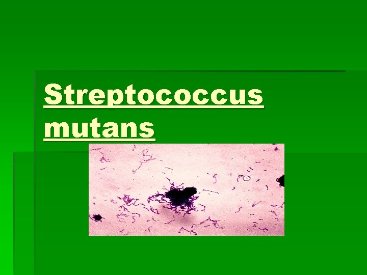 Streptococcus mutans Streptococcus mutans