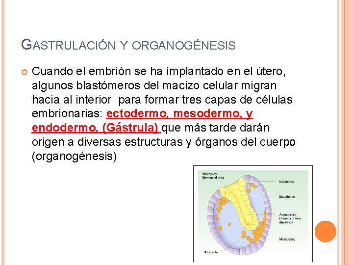 GASTRULACIÓN Y ORGANOGÉNESIS Cuando el embrión se ha implantado en el útero, algunos blastómeros