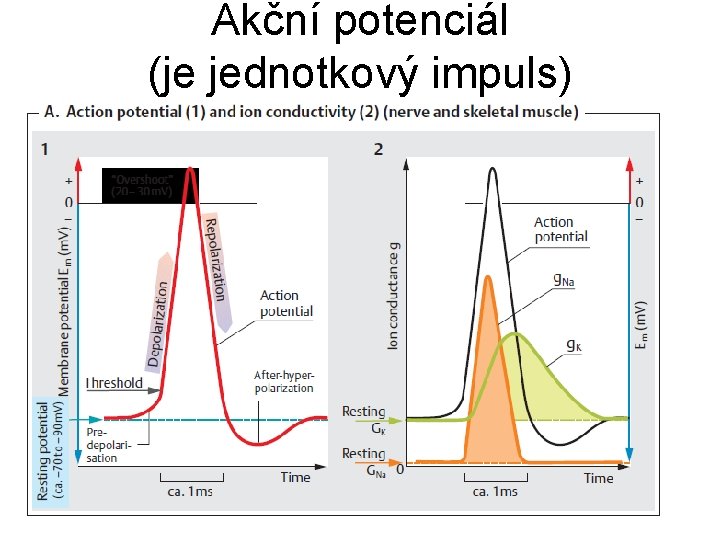 Akční potenciál (je jednotkový impuls) 11 