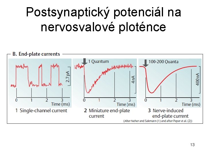 Postsynaptický potenciál na nervosvalové ploténce 13 