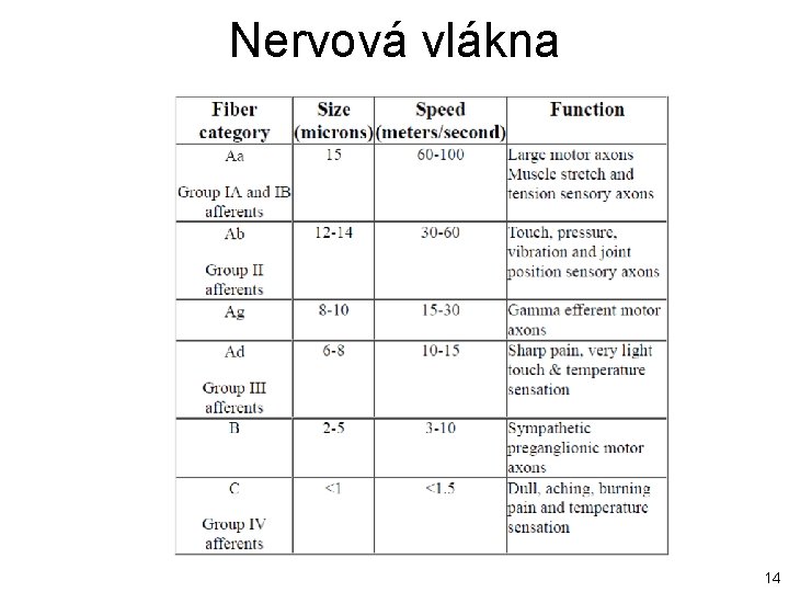 Nervová vlákna 14 