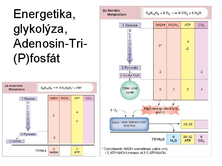 Energetika, glykolýza, Adenosin-Tri(P)fosfát 15 