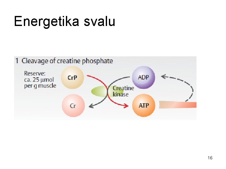 Energetika svalu 16 