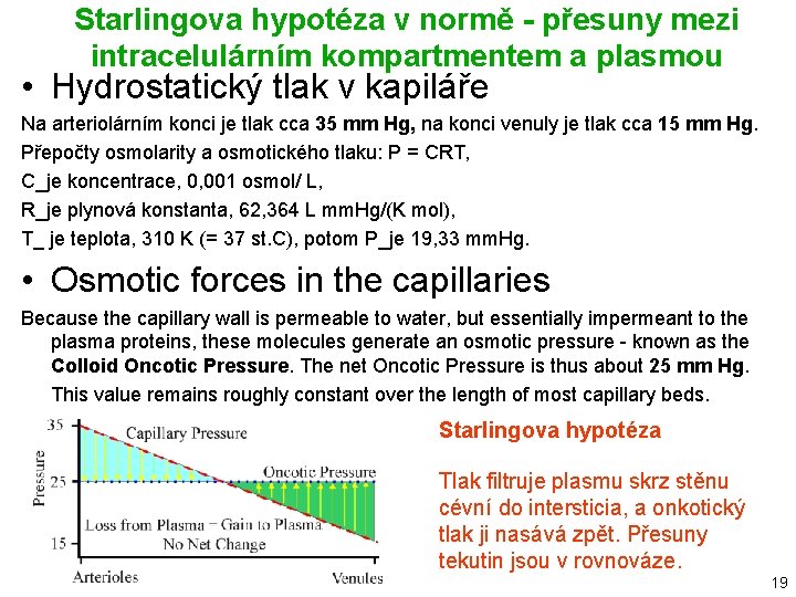 Starlingova hypotéza v normě - přesuny mezi intracelulárním kompartmentem a plasmou • Hydrostatický tlak