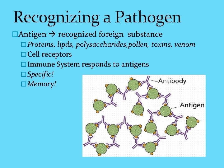 Recognizing a Pathogen �Antigen recognized foreign substance �Proteins, lipds, polysaccharides, pollen, toxins, venom �Cell