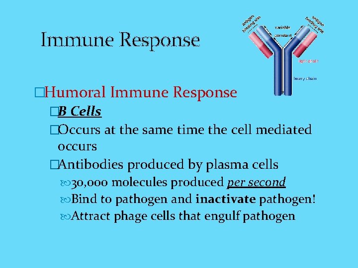Immune Response �Humoral Immune Response �B Cells �Occurs at the same time the cell