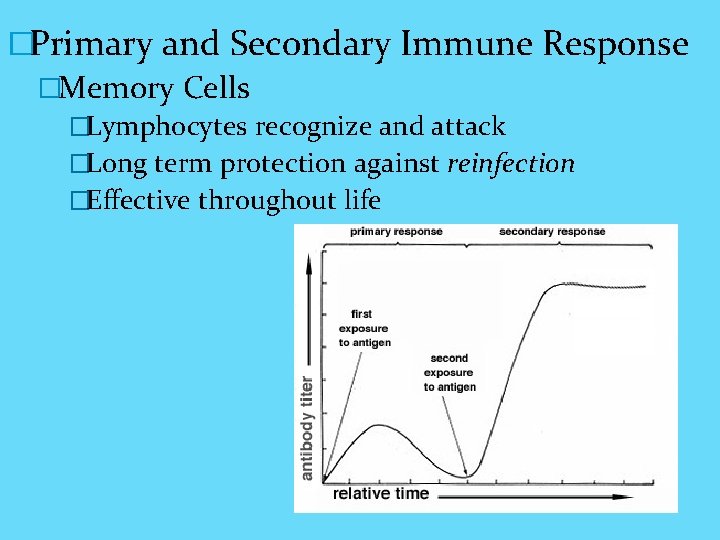 �Primary and Secondary Immune Response �Memory Cells �Lymphocytes recognize and attack �Long term protection