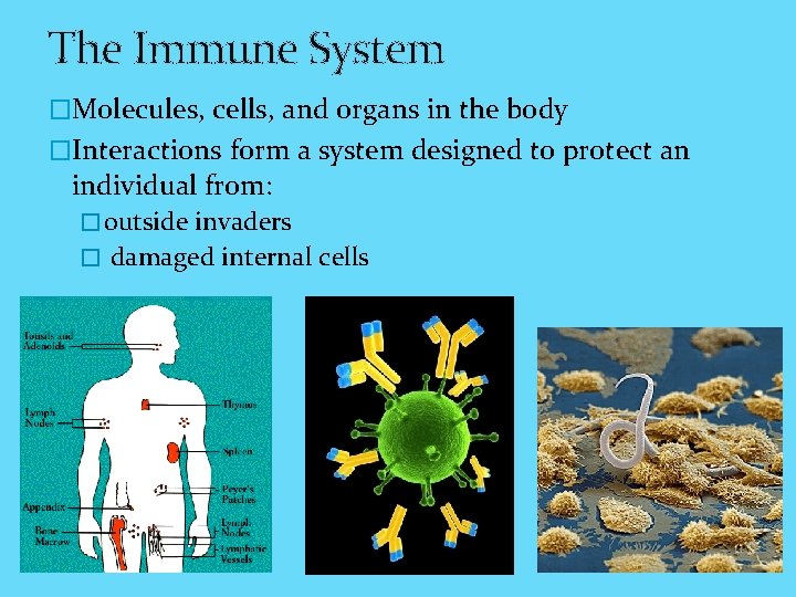 The Immune System �Molecules, cells, and organs in the body �Interactions form a system
