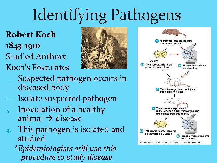 Identifying Pathogens Robert Koch 1843 -1910 Studied Anthrax Koch’s Postulates 1. Suspected pathogen occurs