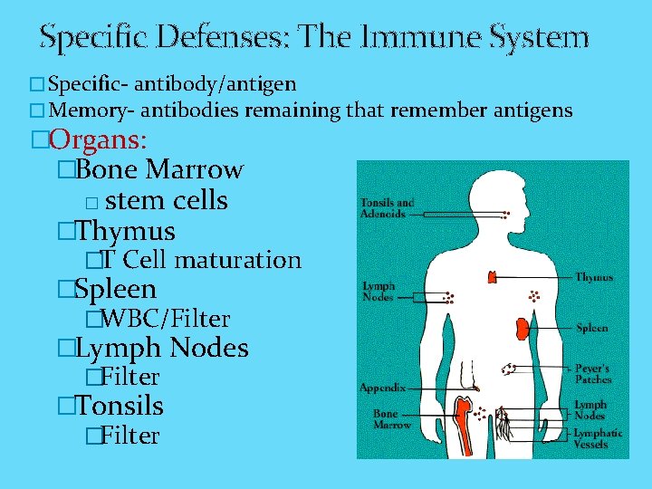 Specific Defenses: The Immune System � Specific- antibody/antigen � Memory- antibodies remaining that remember