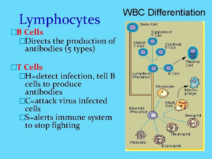 Lymphocytes �B Cells �Directs the production of antibodies (5 types) �T Cells �H=detect infection,