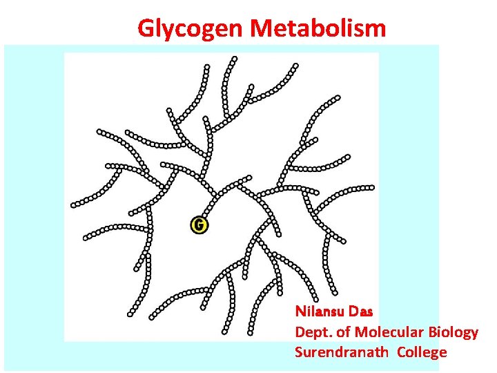 Glycogen Metabolism Nilansu Das Dept. of Molecular Biology Surendranath College 