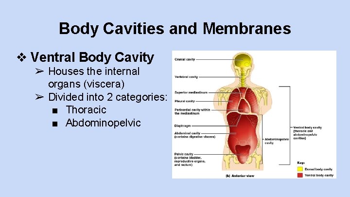 Body Cavities and Membranes ❖ Ventral Body Cavity ➢ Houses the internal organs (viscera) Body Cavities and Membranes ❖ Ventral Body Cavity ➢ Houses the internal organs (viscera)