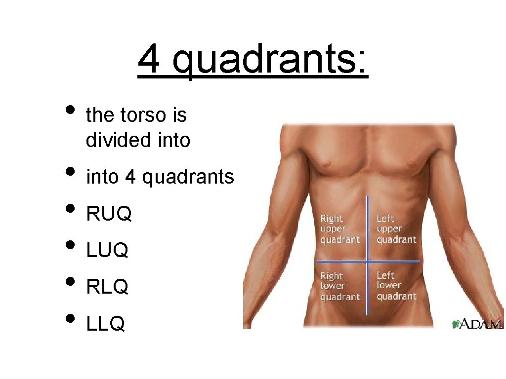 4 quadrants: • the torso is divided into • into 4 quadrants • RUQ