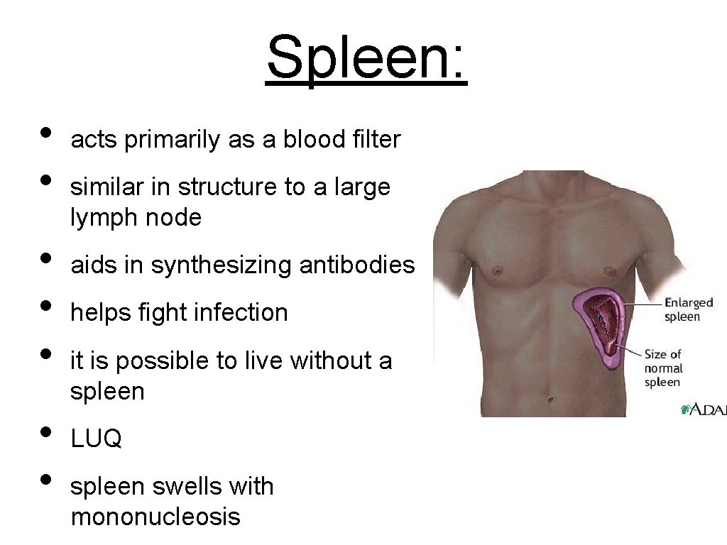 Spleen: • • acts primarily as a blood filter similar in structure to a