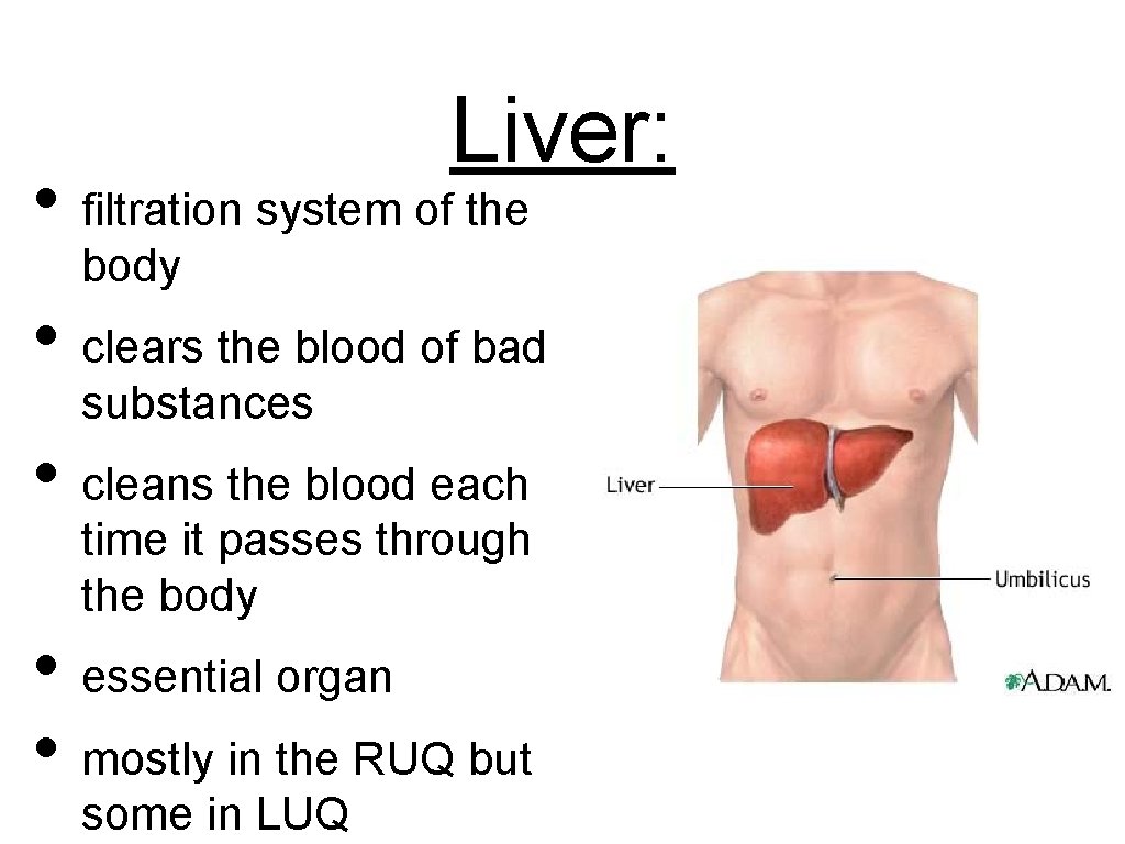 Liver: • filtration system of the body • clears the blood of bad substances