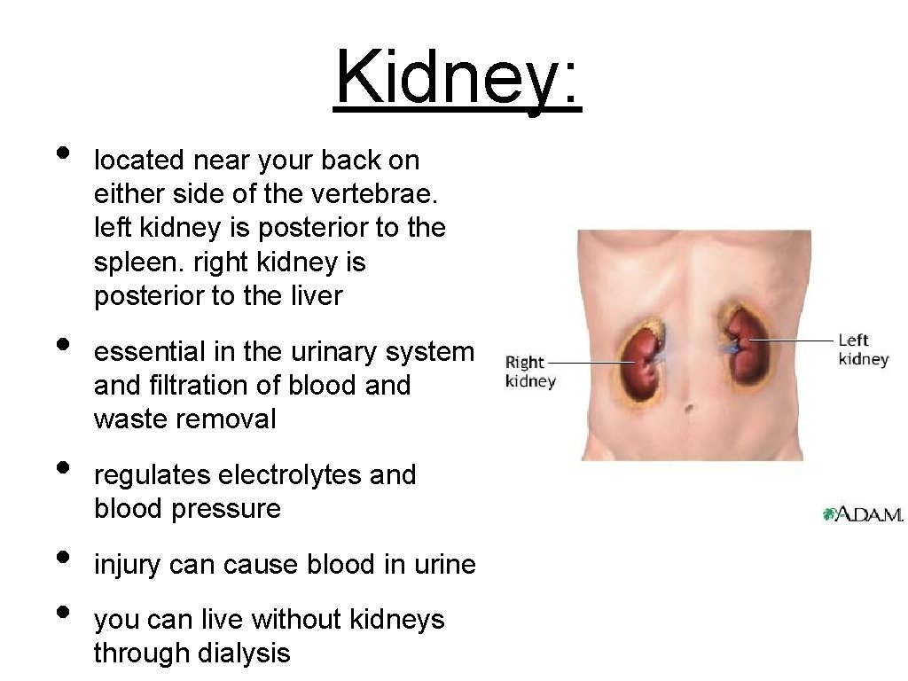 Kidney: • • • located near your back on either side of the vertebrae.