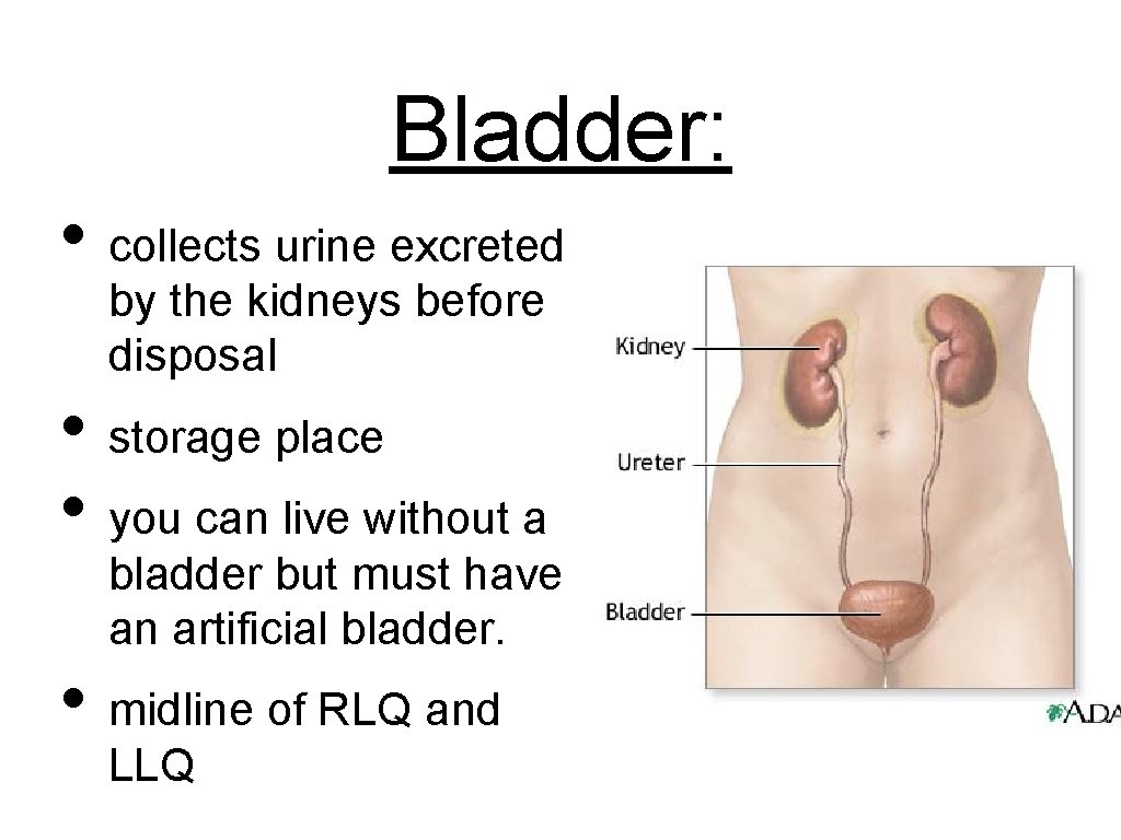 Bladder: • collects urine excreted by the kidneys before disposal • storage place •