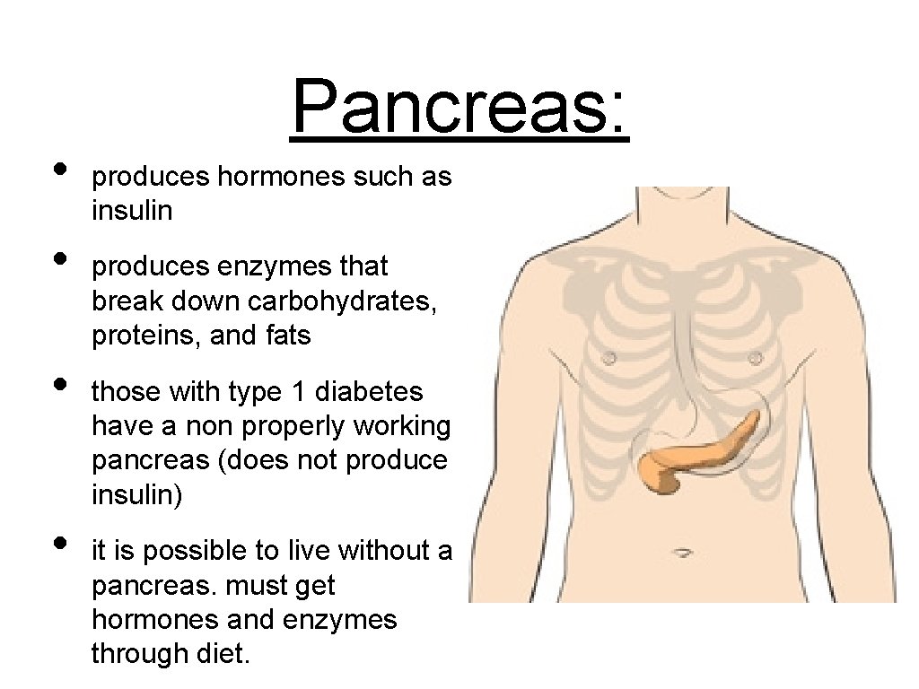  • • Pancreas: produces hormones such as insulin produces enzymes that break down