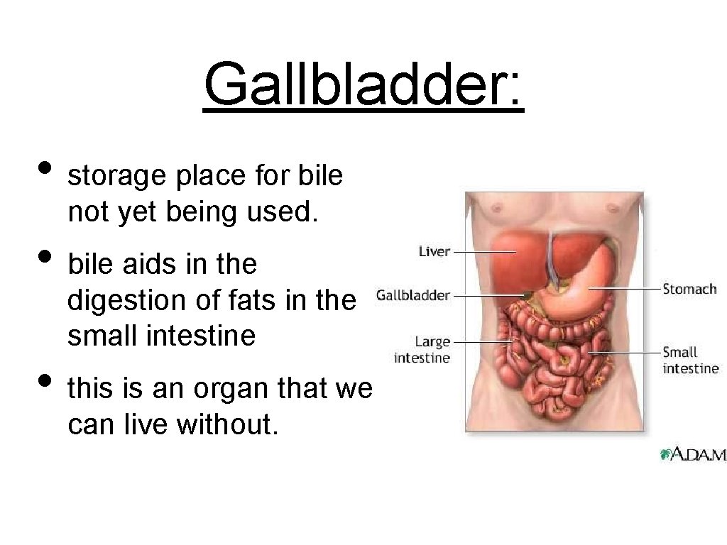 Gallbladder: • storage place for bile not yet being used. • bile aids in