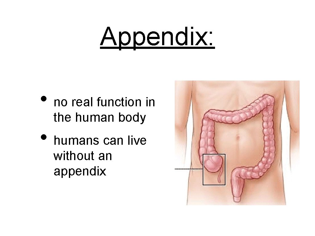 Appendix: • no real function in the human body • humans can live without