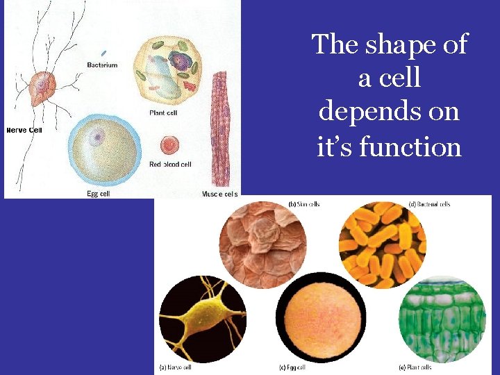 The shape of a cell depends on it’s function 