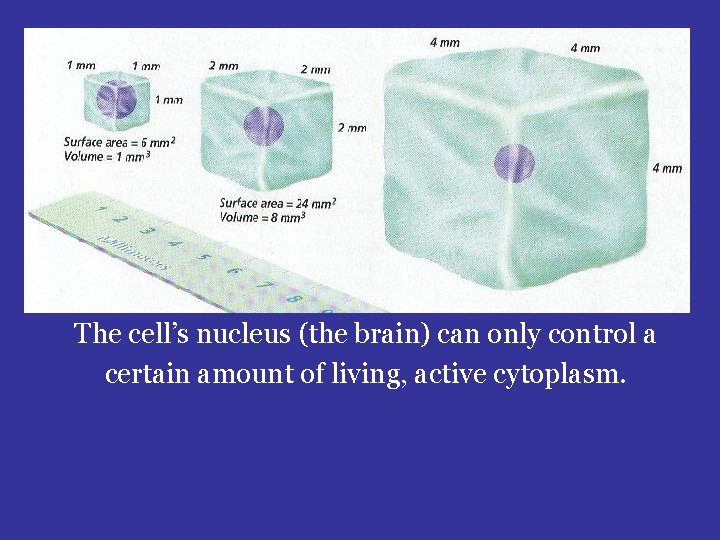 The cell’s nucleus (the brain) can only control a certain amount of living, active