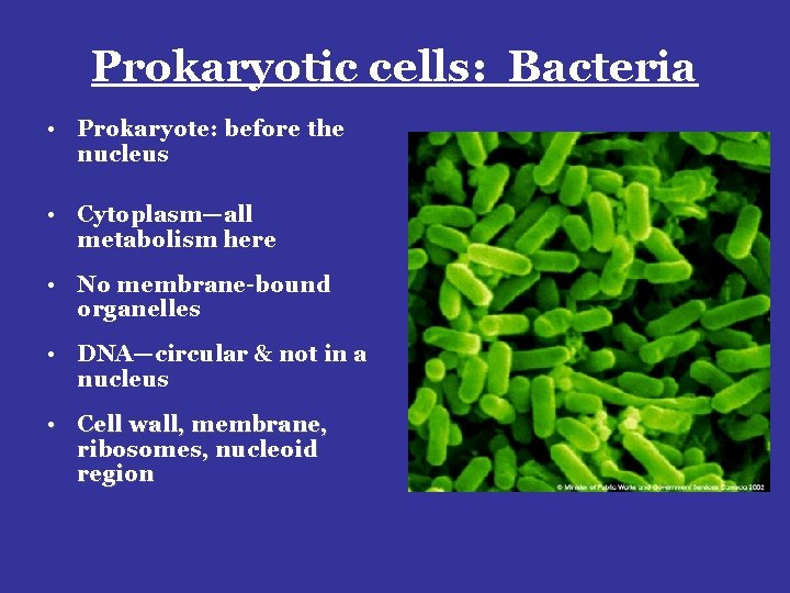 Prokaryotic cells: Bacteria • Prokaryote: before the nucleus • Cytoplasm—all metabolism here • No