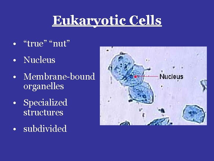 Eukaryotic Cells • “true” “nut” • Nucleus • Membrane-bound organelles • Specialized structures •