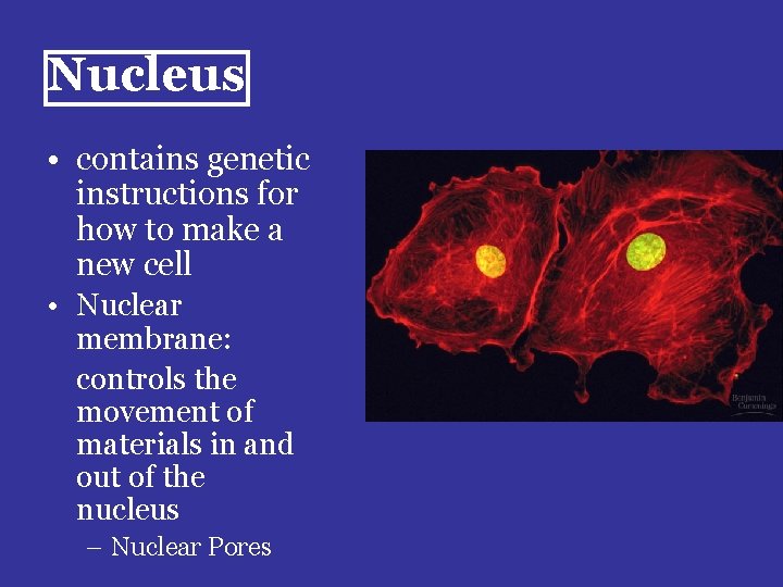 Nucleus • contains genetic instructions for how to make a new cell • Nuclear