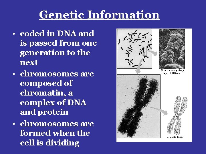 Genetic Information • coded in DNA and is passed from one generation to the