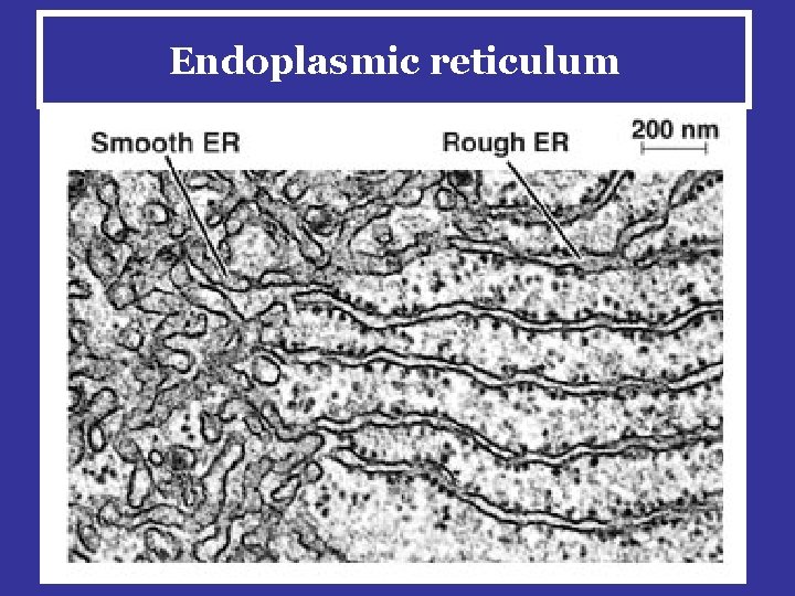 Endoplasmic reticulum • • ER is continuous from the nucleus Rough or smooth •