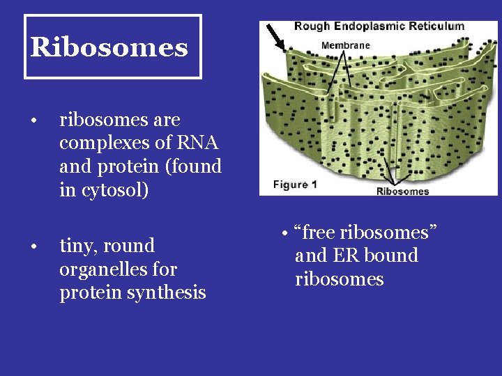 Ribosomes • • ribosomes are complexes of RNA and protein (found in cytosol) tiny,