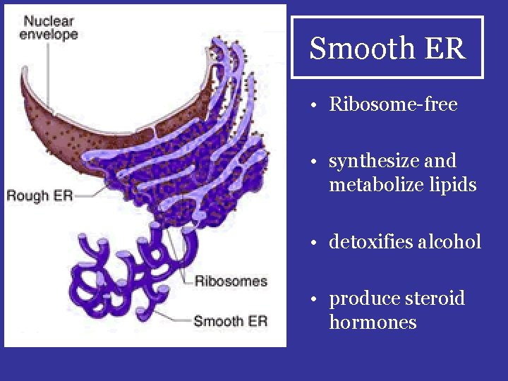 Smooth ER • Ribosome-free • synthesize and metabolize lipids • detoxifies alcohol • produce