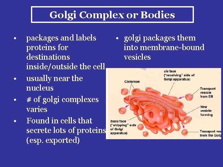 Golgi Complex or Bodies • • packages and labels proteins for destinations inside/outside the