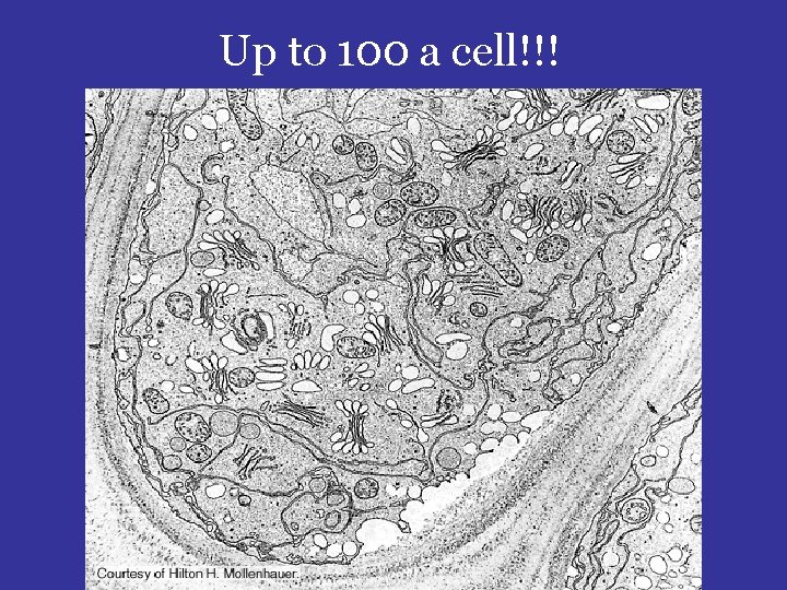 Up to 100 a cell!!! 