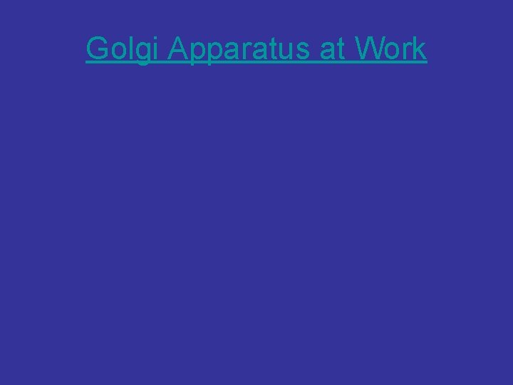 Golgi Apparatus at Work 