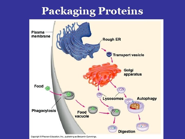 Packaging Proteins 