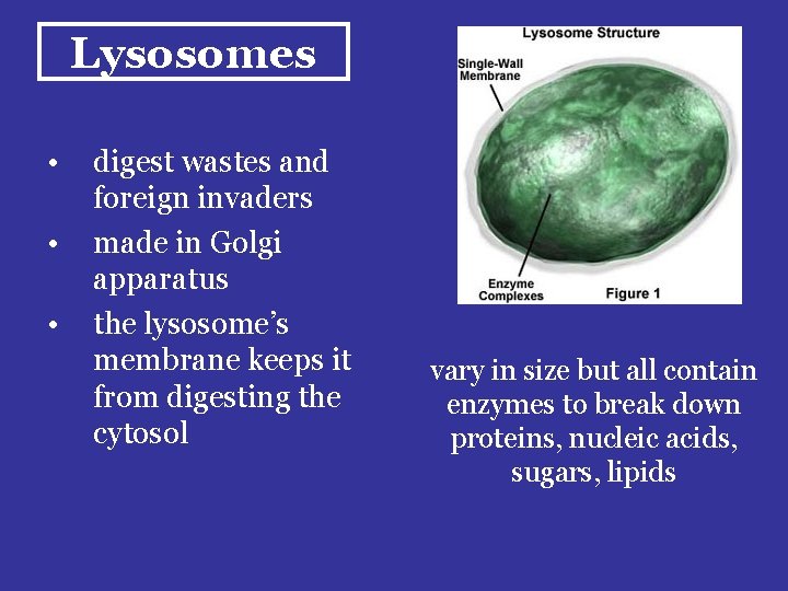 Lysosomes • • • digest wastes and foreign invaders made in Golgi apparatus the